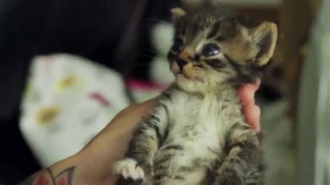 kitten lady youtube|kitten adoption videos.